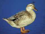 Mallard Duck Stanging on Ice, UK Prints by Colin Varndell