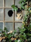 Tabby Tortoiseshell in an Ivy-Grown Window of a Deserted Victorian House Prints by Jane Burton