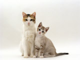 Domestic Cat, Tortoiseshell-And-White, 9 Week Old Kittens Posters by Jane Burton