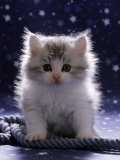 Domestic Cat, 7-Week Fluffy Silver and White Kitten Affiches par Jane Burton