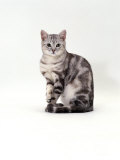 Domestic Cat, One-Year Silver Tabby Male Prints by Jane Burton