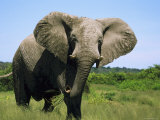 African Elephant Grazing, Chobe National Park Botswana Posters by Tony Heald