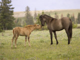 Mustang / Wild Horse Filly Touching Nose of Mare from Another Band, Montana, USA Posters by Carol Walker