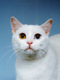 Domestic Cat, Odd-Eyed Affiches par Reinhard 