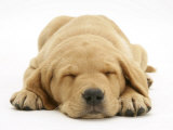 Domestic Labrador Puppy (Canis Familiaris) Sleeping Poster par Jane Burton