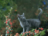 Black Domestic Cat Kitten on Garden Wall with Black Jaguar/Leopard Shadow in Background, UK Affiches par Jane Burton