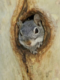 Arizona Grey Squirrel, Ilooking out of Hole in Sycamore Tree, Arizona, USA Stampa fotografica di Rolf Nussbaumer Arizona Grey Squirrel, Ilooking out of Hole in Sycamore Tree, Arizona, USA Stampa fotografica di Rolf Nussbaumer