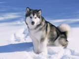 Alaskan Malamute Dog, in Snow, USA Affiches par Lynn M. Stone