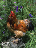Domestic Chicken, Mixed Breed Rooster, USA Poster von Lynn M. Stone