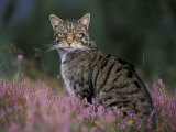 Wild Cat Portrait Amongst Heather, Cairngorms National Park, Scotland, UK Affiches par Pete Cairns
