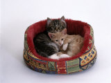 Domestic Cat, Two Kittens in Oval Bed Posters par Jane Burton