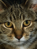 Domestic Cat, Head Portrait of Tabby Posters par Jane Burton