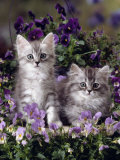 Domestic Cat, 8-Week, Two Fluffy Silver Tabby Kittens Amongst Winter-Flowering Pansies Prints by Jane Burton