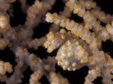 Pygmy Seahorse Camouflaged in Fan Coral, Indo-Pacific Prints by Jurgen Freund