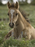 Carol Walker - Mustang / Wild Horse Colt Foal Resting Portrait, Montana, USA Pryor Mountains Hma - Reprodüksiyon Carol Walker - Mustang / Wild Horse Colt Foal Resting Portrait, Montana, USA Pryor Mountains Hma - Reprodüksiyon