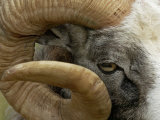Close-Up of Gotland Sheep, Ram's Horn, Sweden Posters by Staffan Widstrand