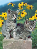 Domestic Cat, Two Kittens (Felis Catus) Prints by Reinhard 