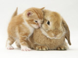 Domestic Kitten (Felis Catus) Next to Bunny, Domestic Rabbit Poster von Jane Burton