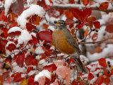American Robin, Female Feeding in Black Hawthorn, Grand Teton National Park, Wyoming, USA Poster by Rolf Nussbaumer