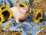 Domestic Piglet and Sunflowers, USA Affiches par Lynn M. Stone