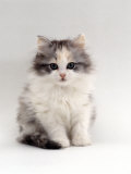 Domestic Cat, 9-Week, Chinchilla-Cross Kitten Láminas por Jane Burton Domestic Cat, 9-Week, Chinchilla-Cross Kitten Láminas por Jane Burton