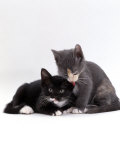 Domestic Cat, Blue Cream Kitten Washing Her Brother's Ear Prints by Jane Burton