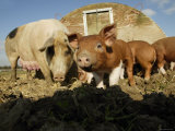 Free Range Organic Pig Sow with Piglets, Wiltshire, UK Posters by T.j. Rich