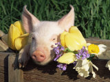 Mixed Breed Domestic Piglet, USA Prints by Lynn M. Stone