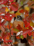 American Robin, Male in Black Hawthorn, Grand Teton National Park, Wyoming, USA Posters par Rolf Nussbaumer
