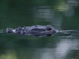 American Alligator Submerged, Sanibel Is, Florida, USA Posters by Rolf Nussbaumer