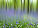 Bluebells in Beech Wood Abstract, Scotland, UK Posters par Pete Cairns