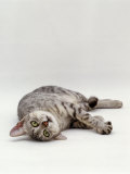 Domestic Cat, Silver Egyptian Mau Rolling Póster por Jane Burton