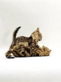 Domestic Cat, 11-Week, Brown Marble and Spotted Bengal Kittens, Play Fighting Poster par Jane Burton