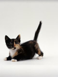 Domestic Cat, Playful Tortoiseshell Kitten Poster by Jane Burton