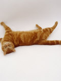 Domestic Cat, British Shorthair Red Tabby Female Rolling on Back Photo by Jane Burton
