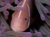 Orange Skunk Clownfish in Anemone, Indo-Pacific Prints by Jurgen Freund