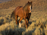 Mustang / Wild Horse, Chestnut Stallion Walking, Wyoming, USA Adobe Town Hma Posters by Carol Walker
