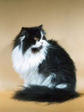 Persian Domestic Cat, Bi-Colored Poster par Reinhard 