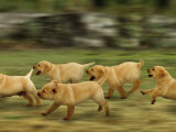 Domestic Dogs, Labrador Puppies Running Poster by Jane Burton