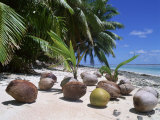 Coconut Palm Seedlings (Cocos Nucifera) on Tropical Beach, Seychelles Poster by Reinhard 