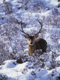 Red Deer Stag, Amongst Snow-Covered Birch Regeneration, Scotland, UK Poster par Niall Benvie