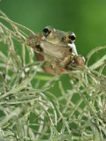 Mexican Treefrog, on Spanish Moss, Texas, USA Posters by Rolf Nussbaumer