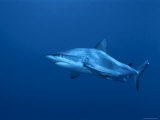 Grey Reef Shark, Coral Sea, Queensland, Australia Poster par Jurgen Freund