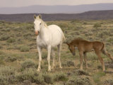 Mustang / Wild Horse, Grey Mare with Colt Foal Stretching, Wyoming, USA Adobe Town Hma Posters by Carol Walker