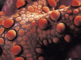 Detail of Starfish Skin (Nardoa Sp) Indo-Pacific Posters by Jurgen Freund