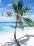 Beach with Coconut Palm (Cocos Nucifera) La Digue, Seychelles Plakat af Reinhard Beach with Coconut Palm (Cocos Nucifera) La Digue, Seychelles Plakat af Reinhard