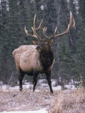 Elk Deer Stag in Snow, Jasper National Park, Canada Affiche par Lynn M. Stone