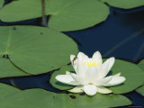 White Water Lily, Switzerland Posters by Rolf Nussbaumer