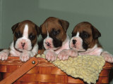 Three Boxer Puppies, USA Lámina por Lynn M. Stone