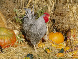 Dominique Breed of Domestic Chicken, Cock with Vegetables., USA Kunstdruck von Lynn M. Stone